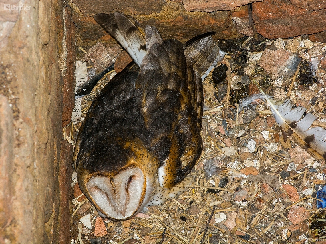 Tyto furcata