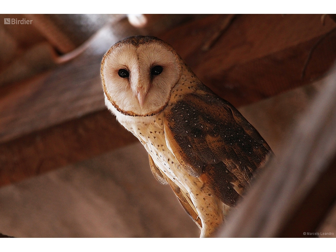 Tyto furcata