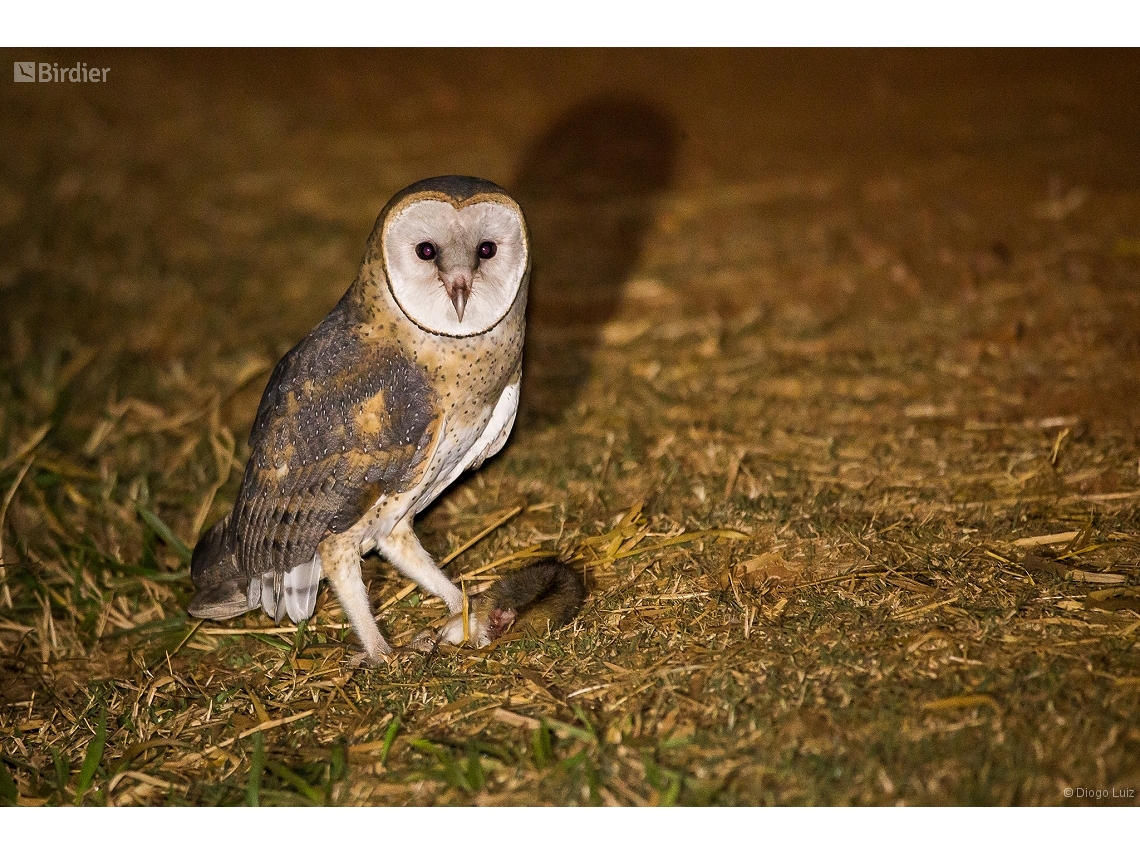 Tyto furcata