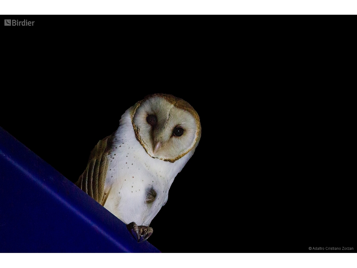 Tyto furcata