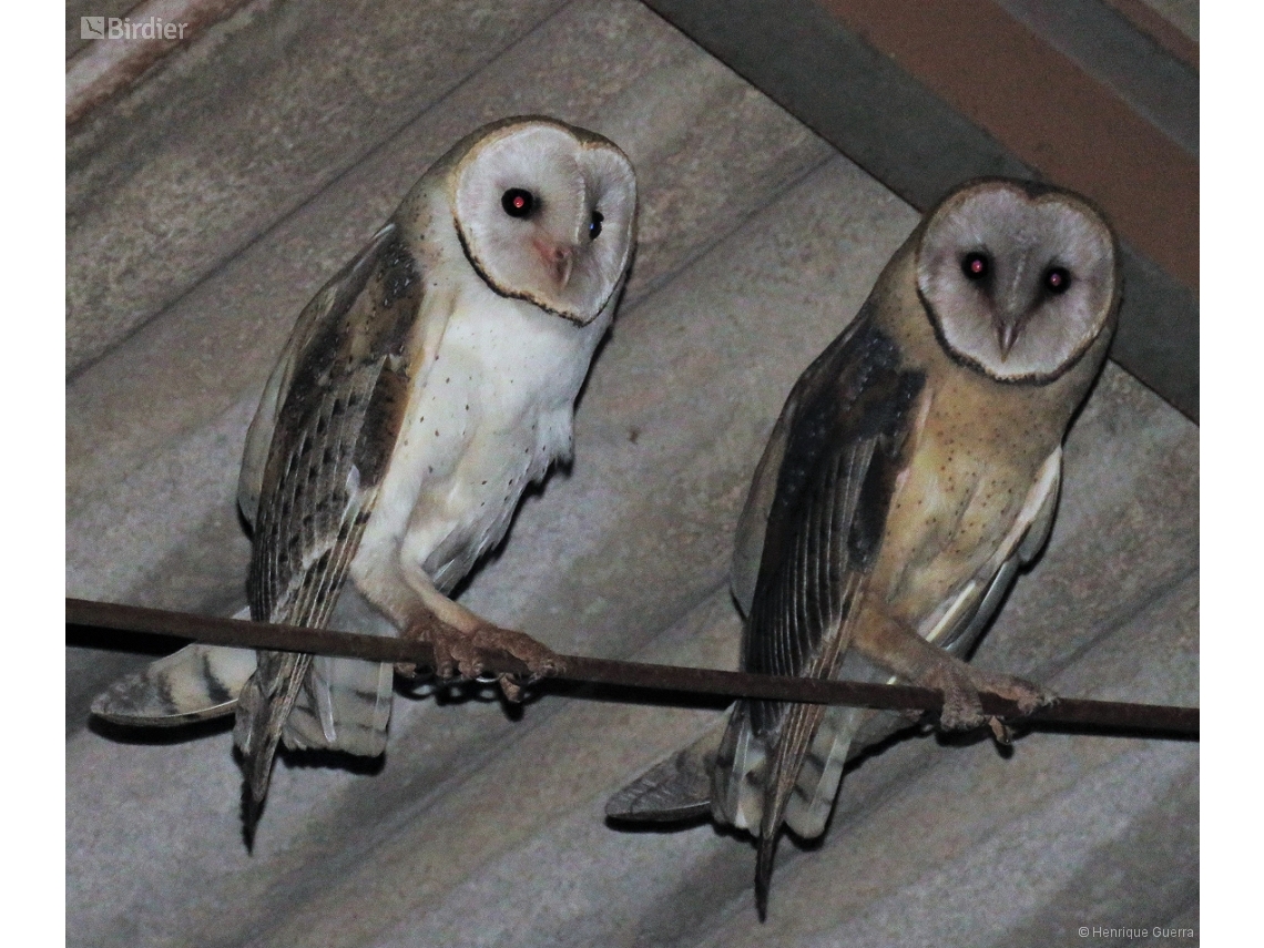 Tyto furcata
