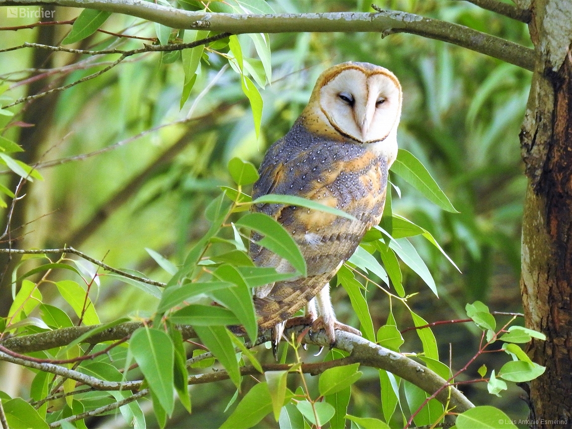 Tyto furcata