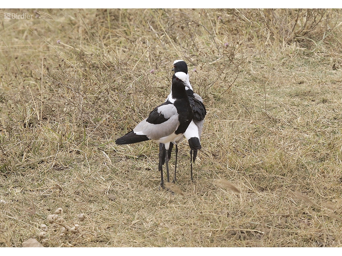 Vanellus armatus