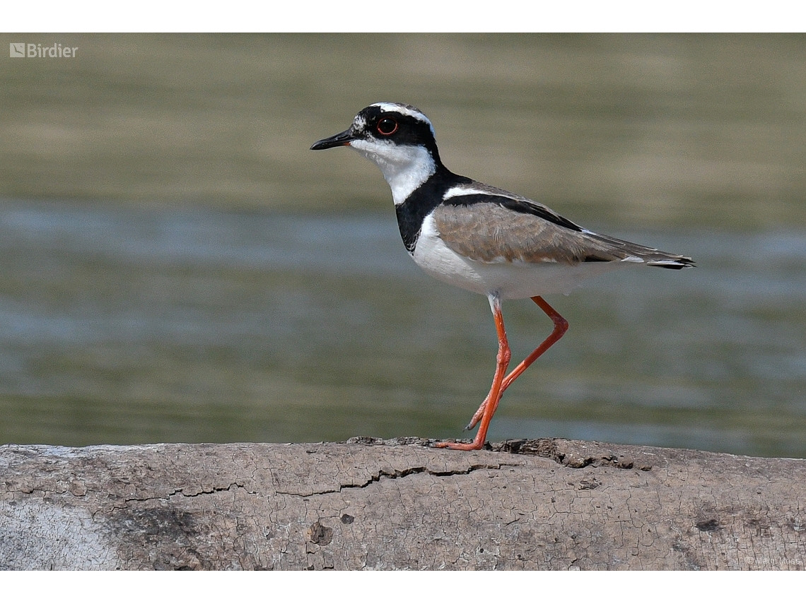 Hoploxypterus cayanus