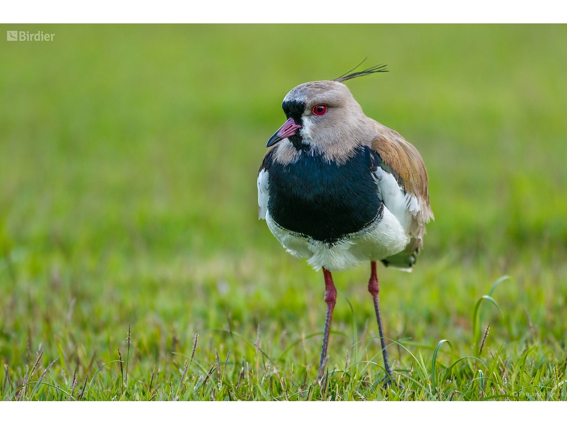 Vanellus chilensis