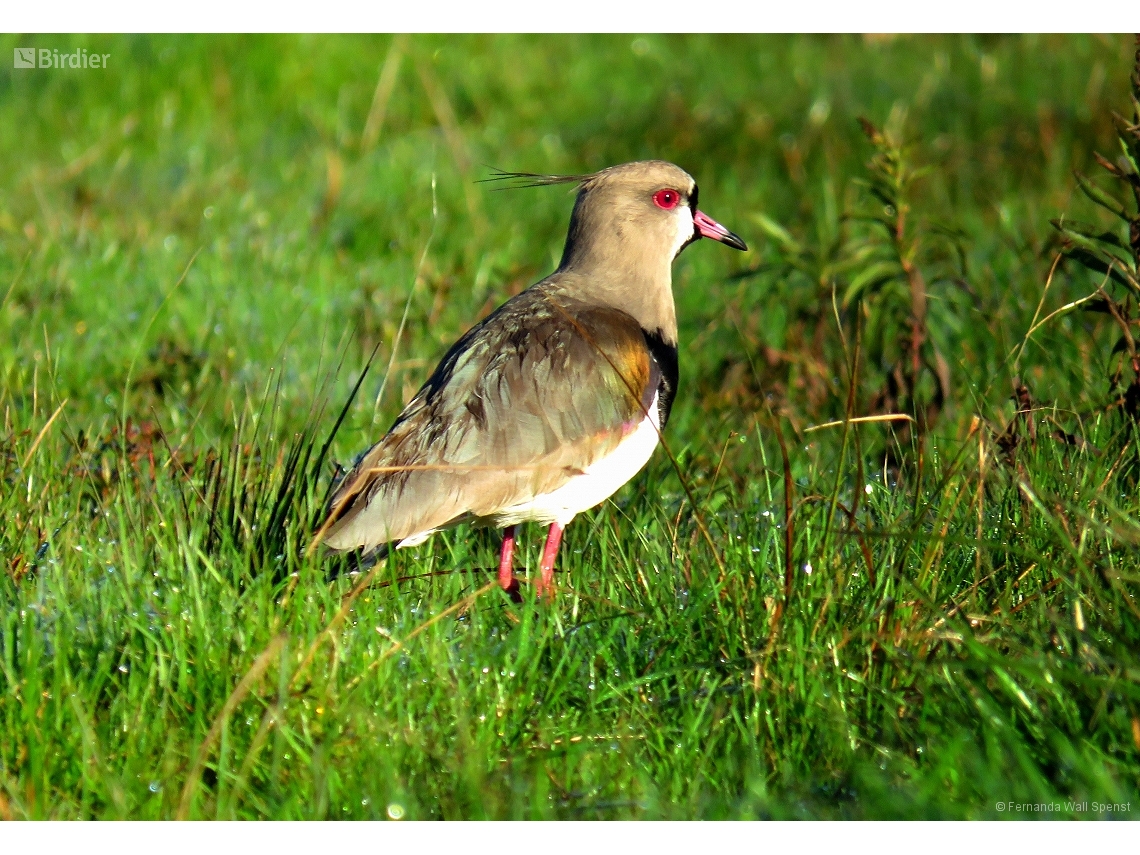 Vanellus chilensis