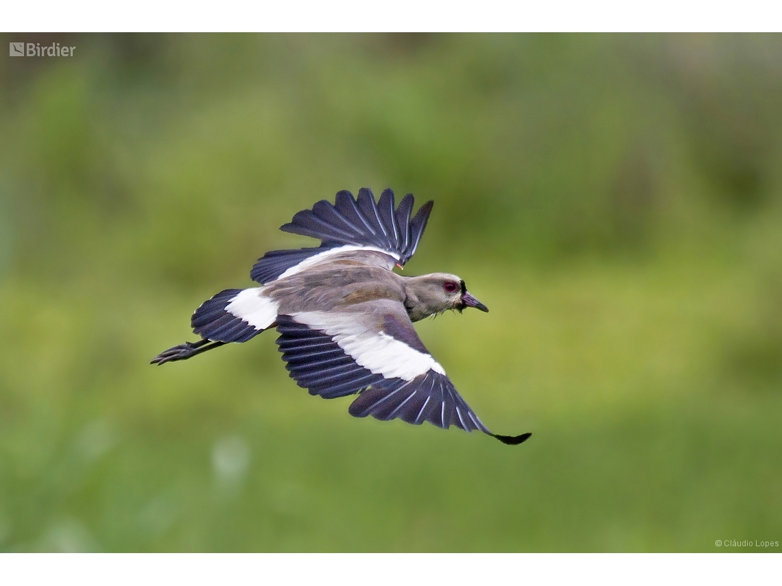 Vanellus chilensis