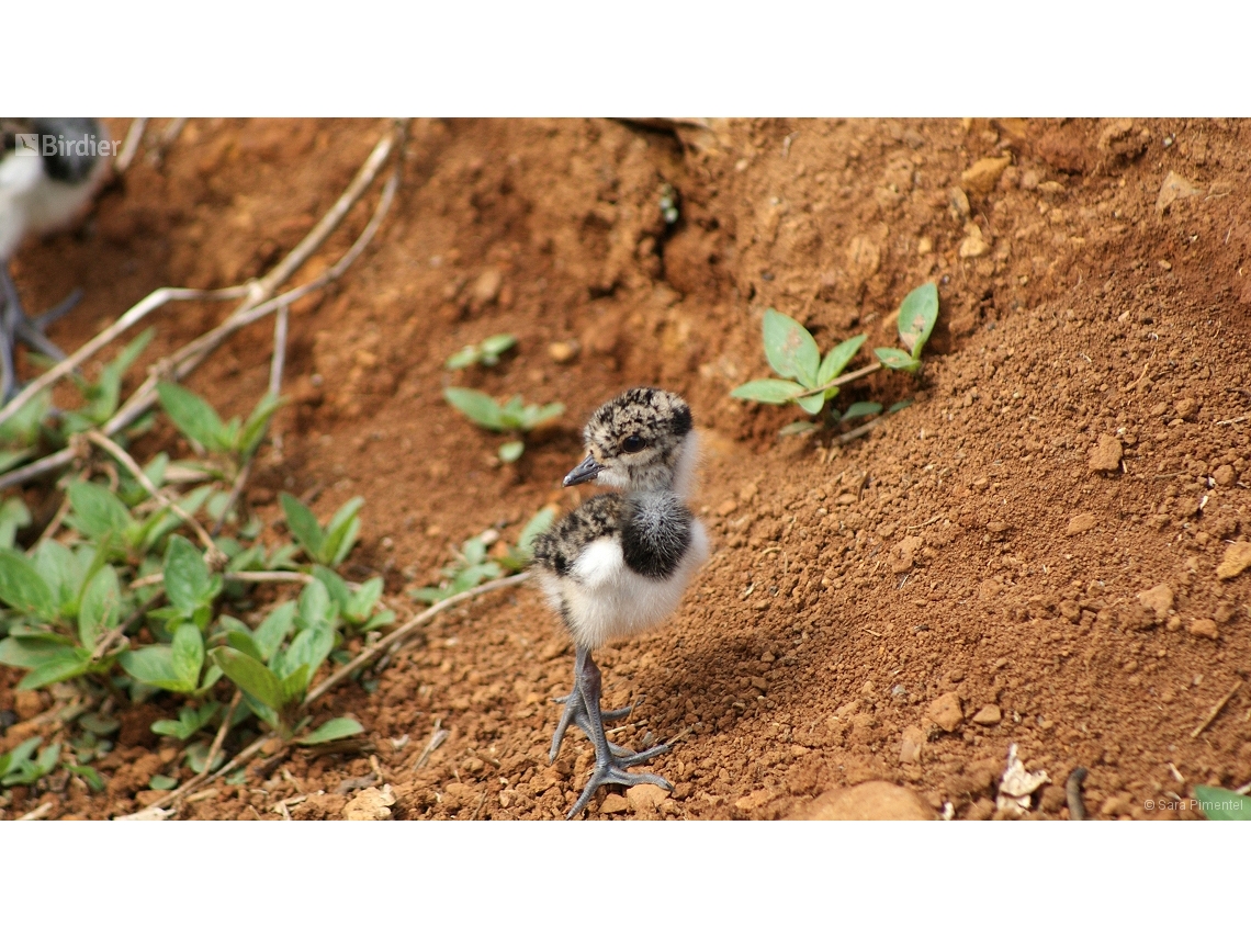 Vanellus chilensis