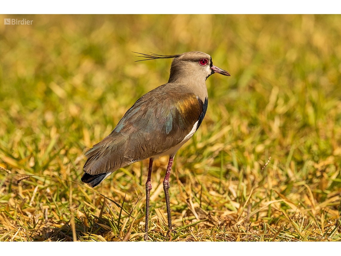 Vanellus chilensis