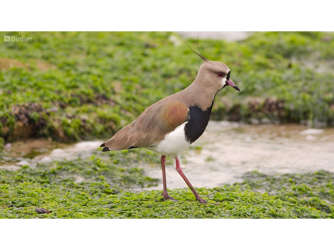 Vanellus chilensis