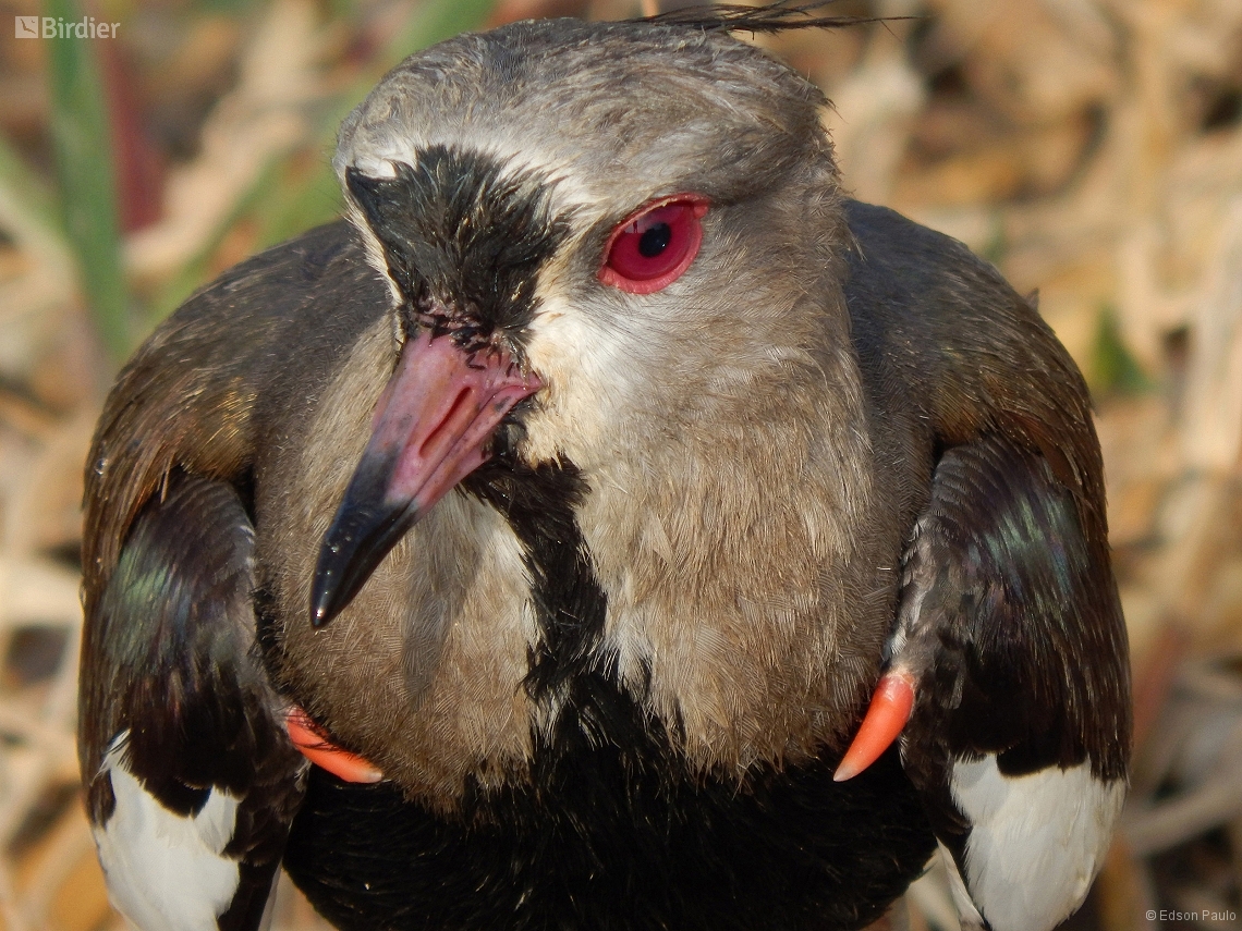 Vanellus chilensis