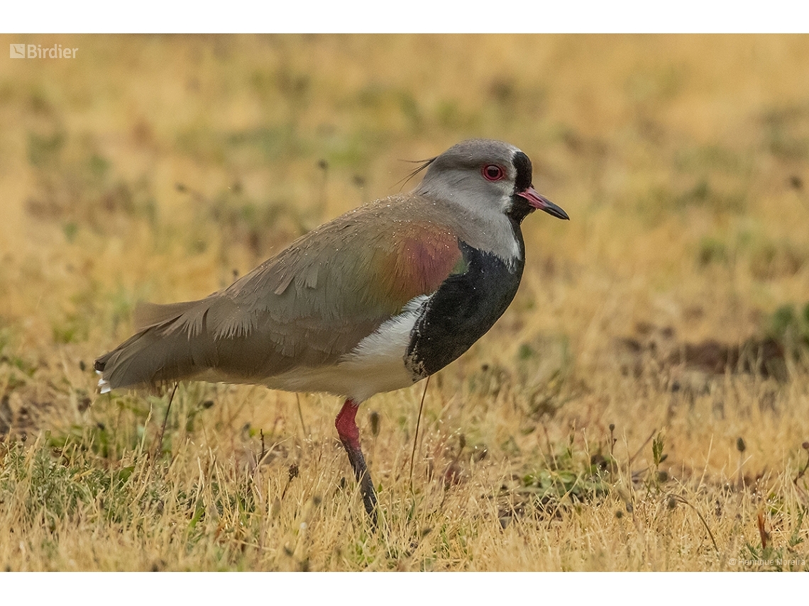 Vanellus chilensis