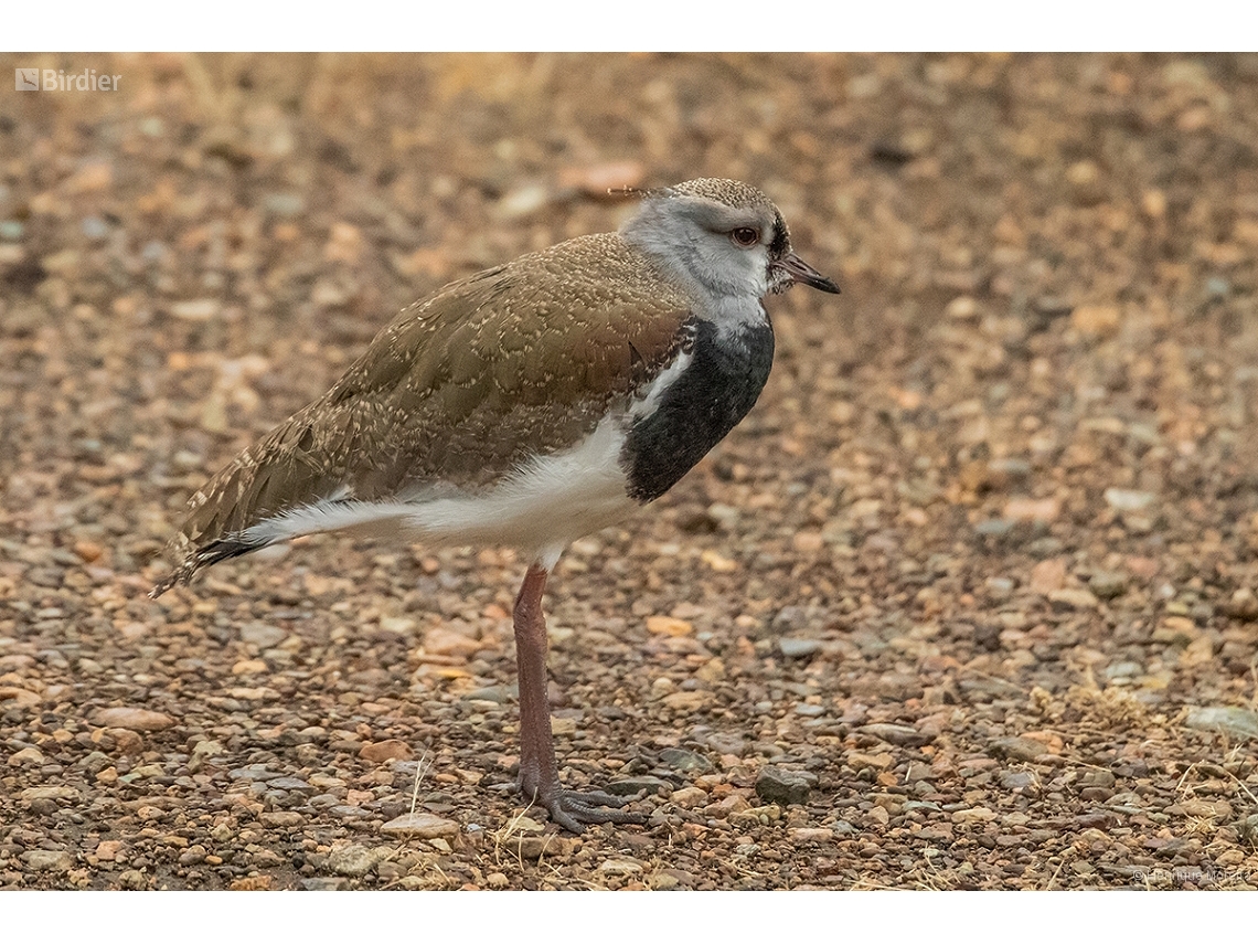 Vanellus chilensis