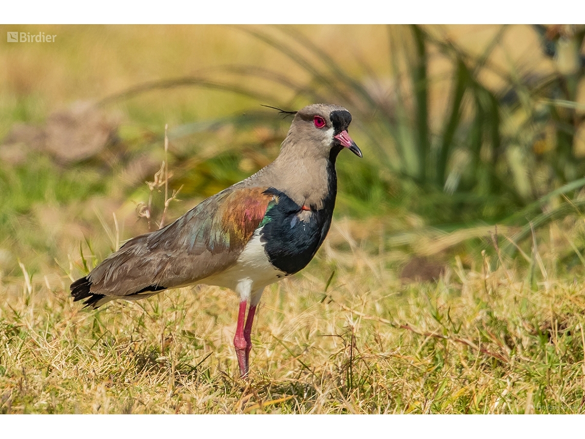 Vanellus chilensis