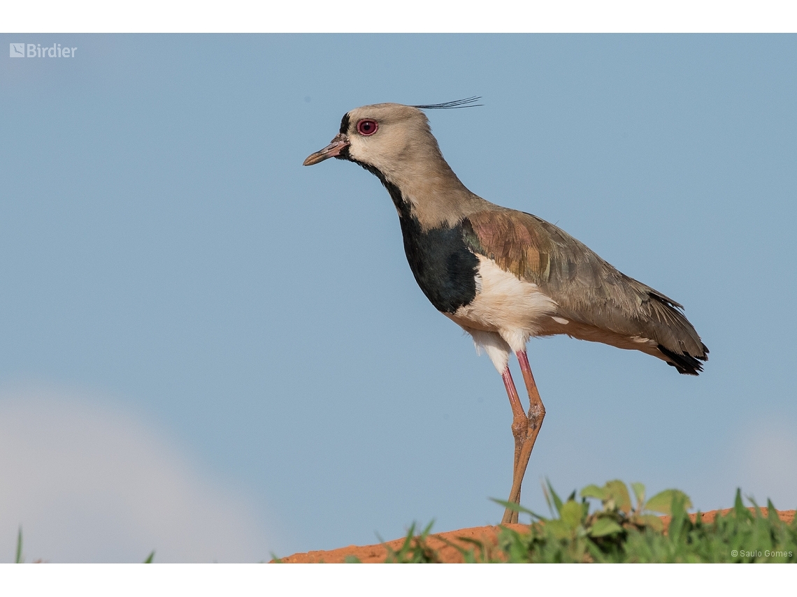 Vanellus chilensis