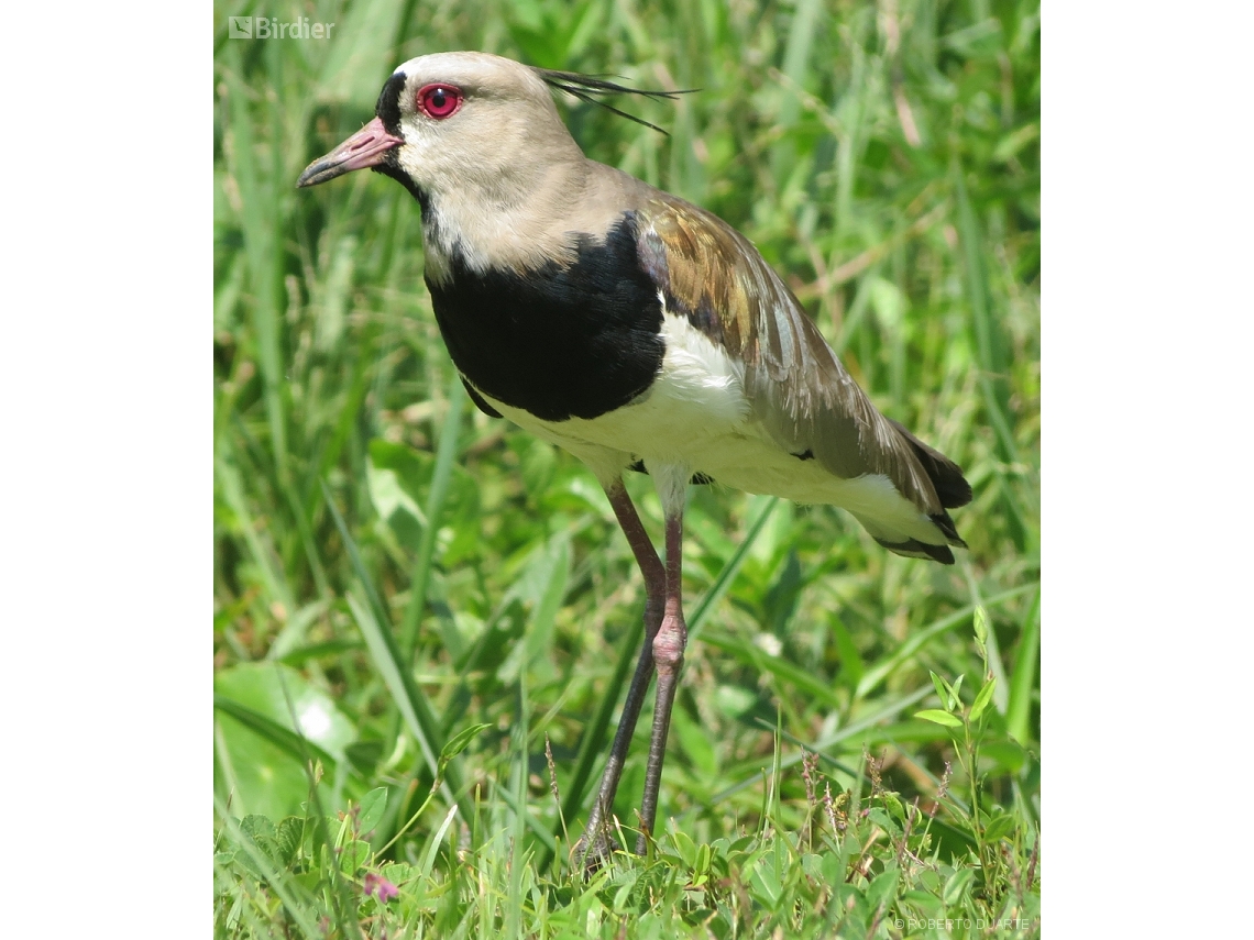 Vanellus chilensis