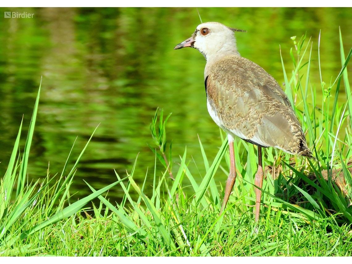 Vanellus chilensis