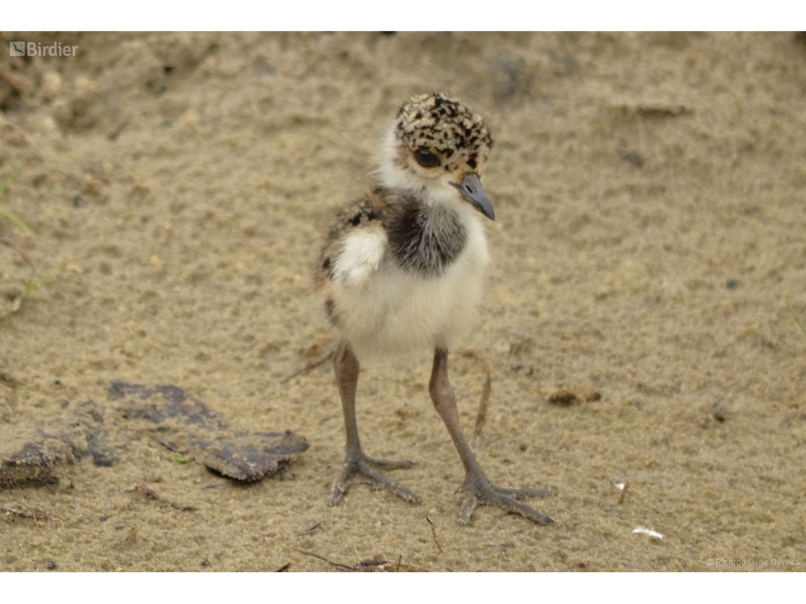 Vanellus chilensis