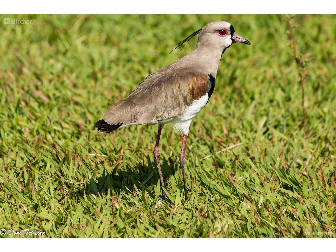 Vanellus chilensis