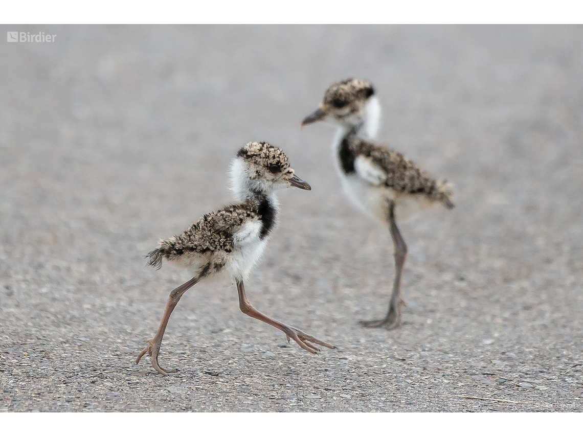 Vanellus chilensis