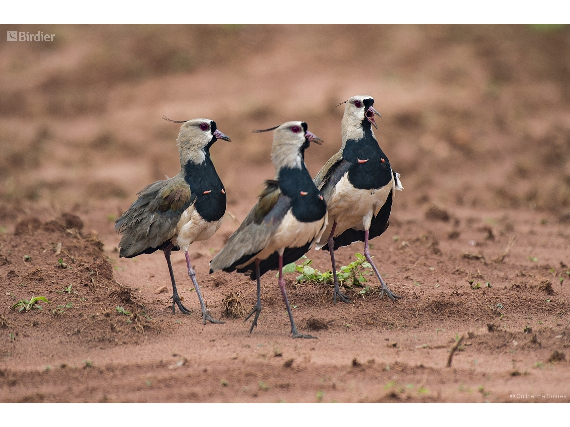 Vanellus chilensis
