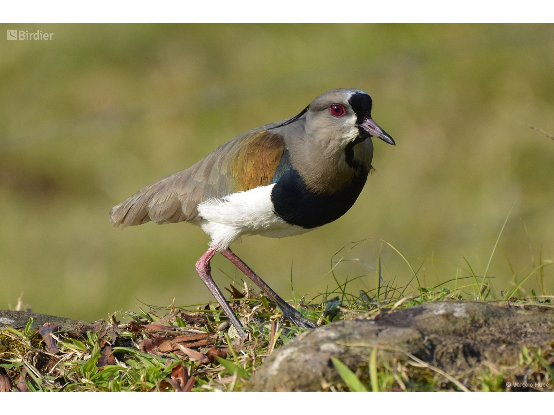 Vanellus chilensis