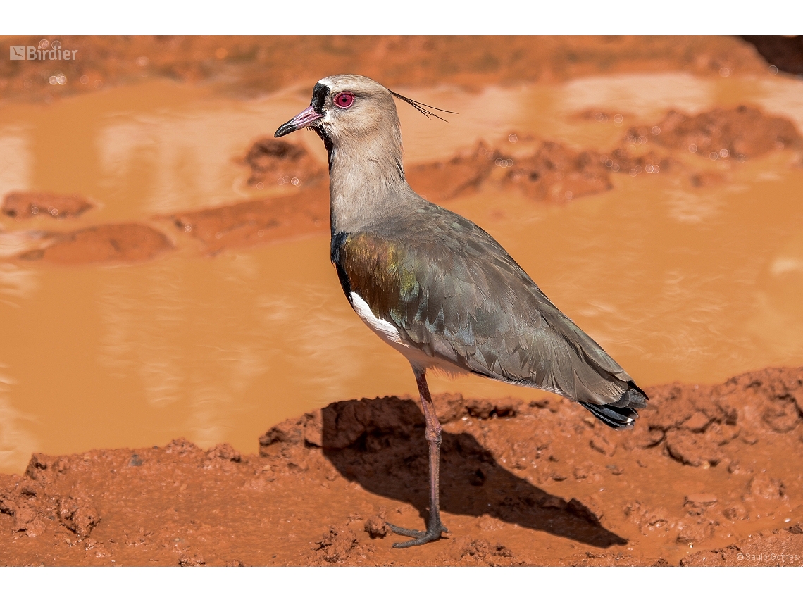 Vanellus chilensis