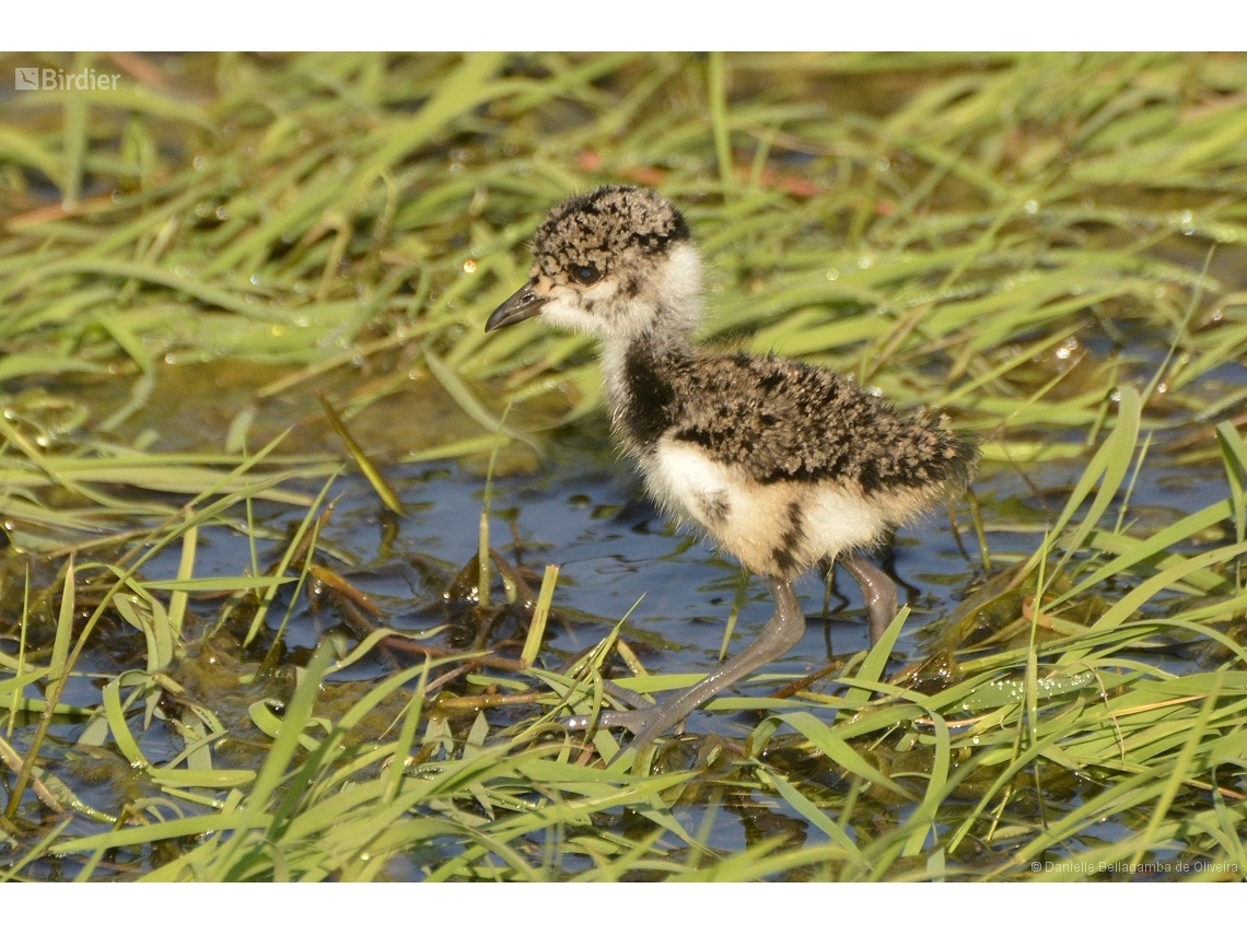 Vanellus chilensis