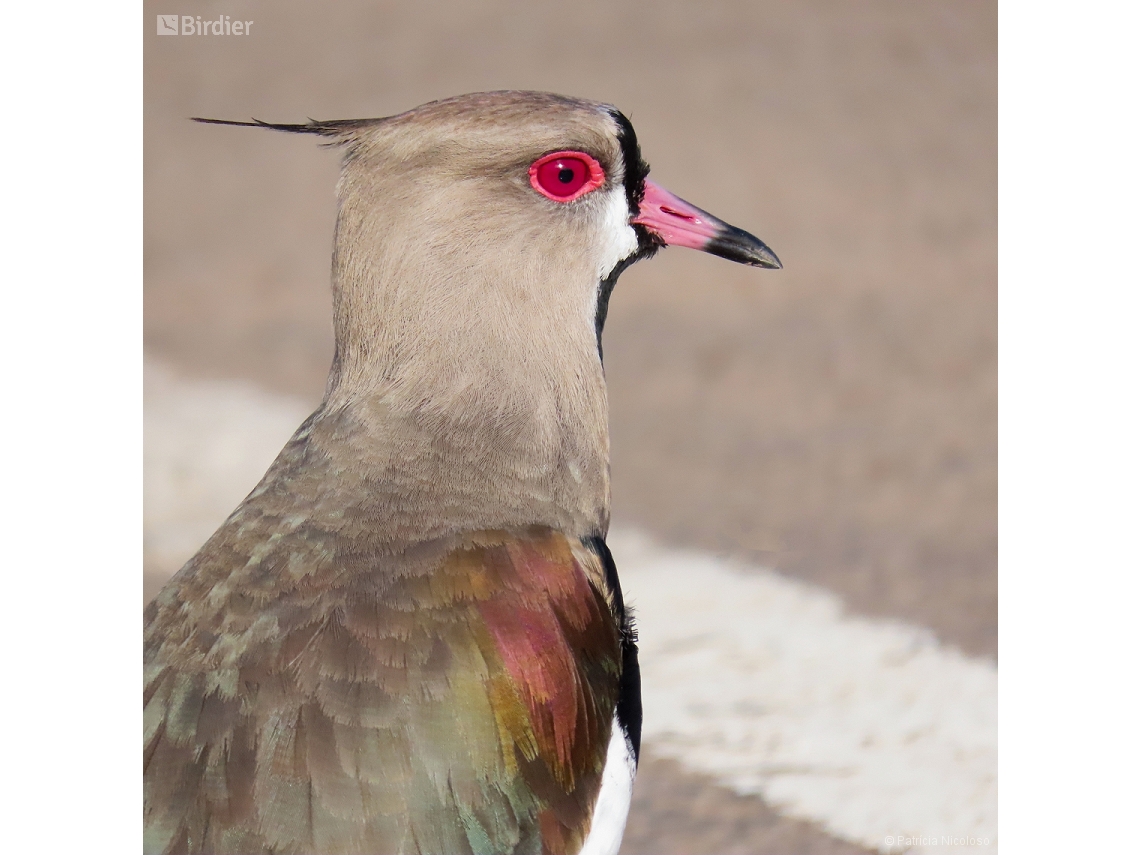 Vanellus chilensis
