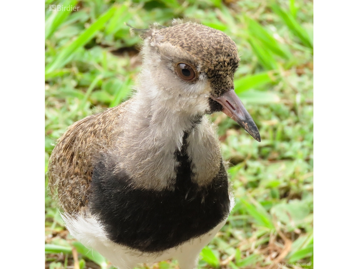 Vanellus chilensis