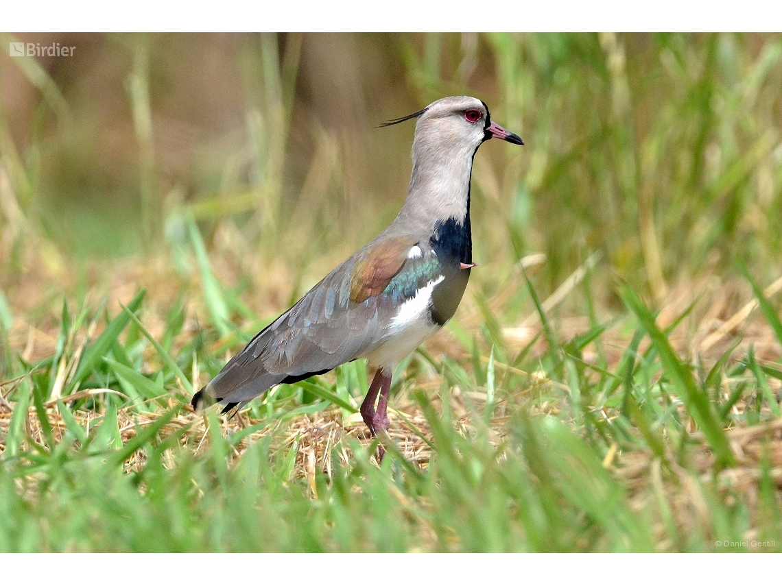 Vanellus chilensis