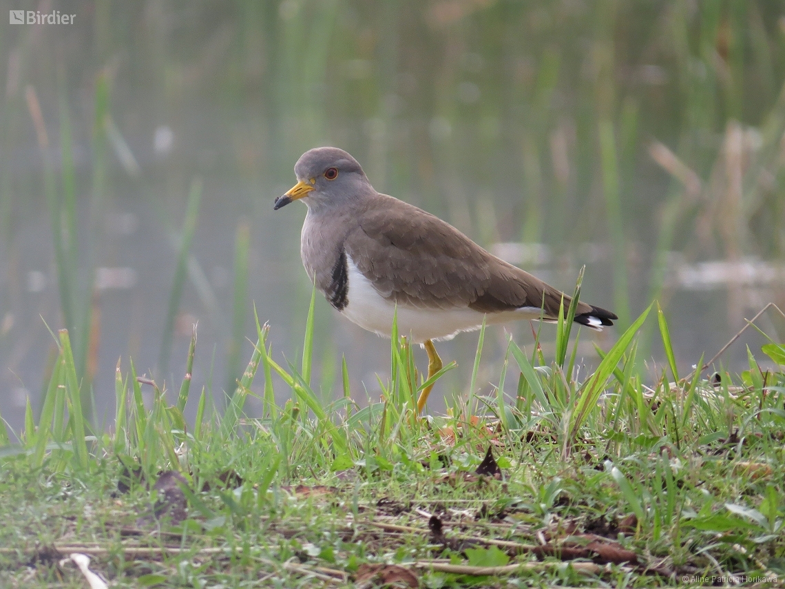 Vanellus cinereus