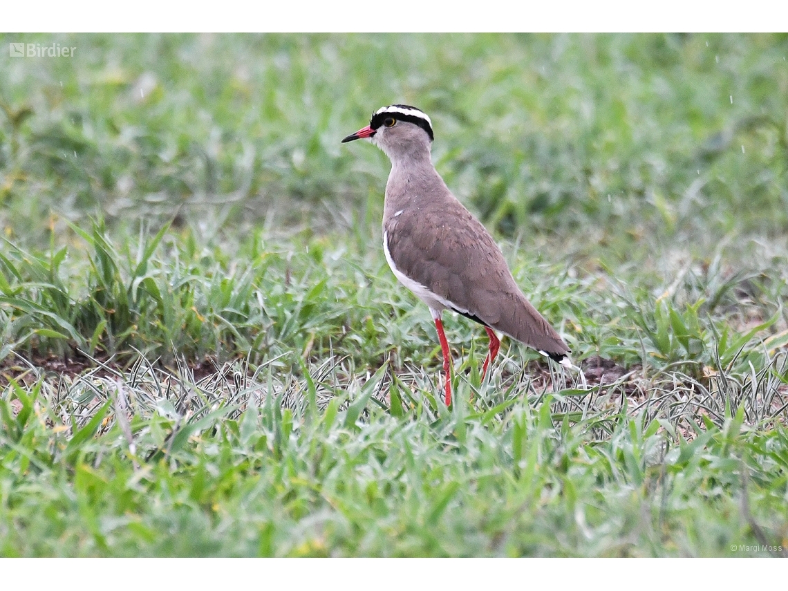 Vanellus coronatus