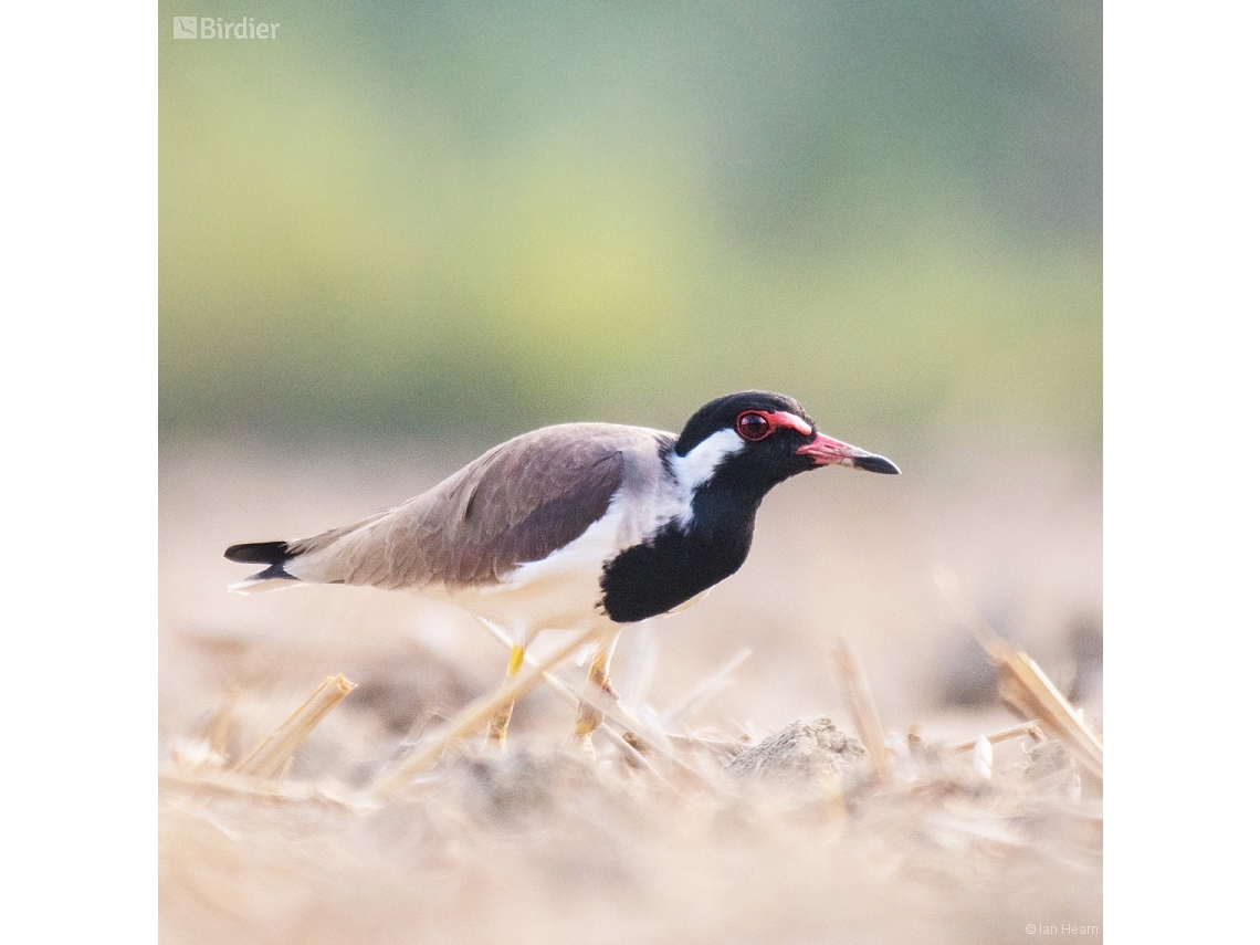 Vanellus indicus