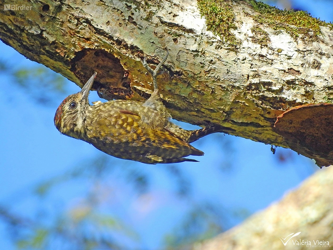 Veniliornis spilogaster