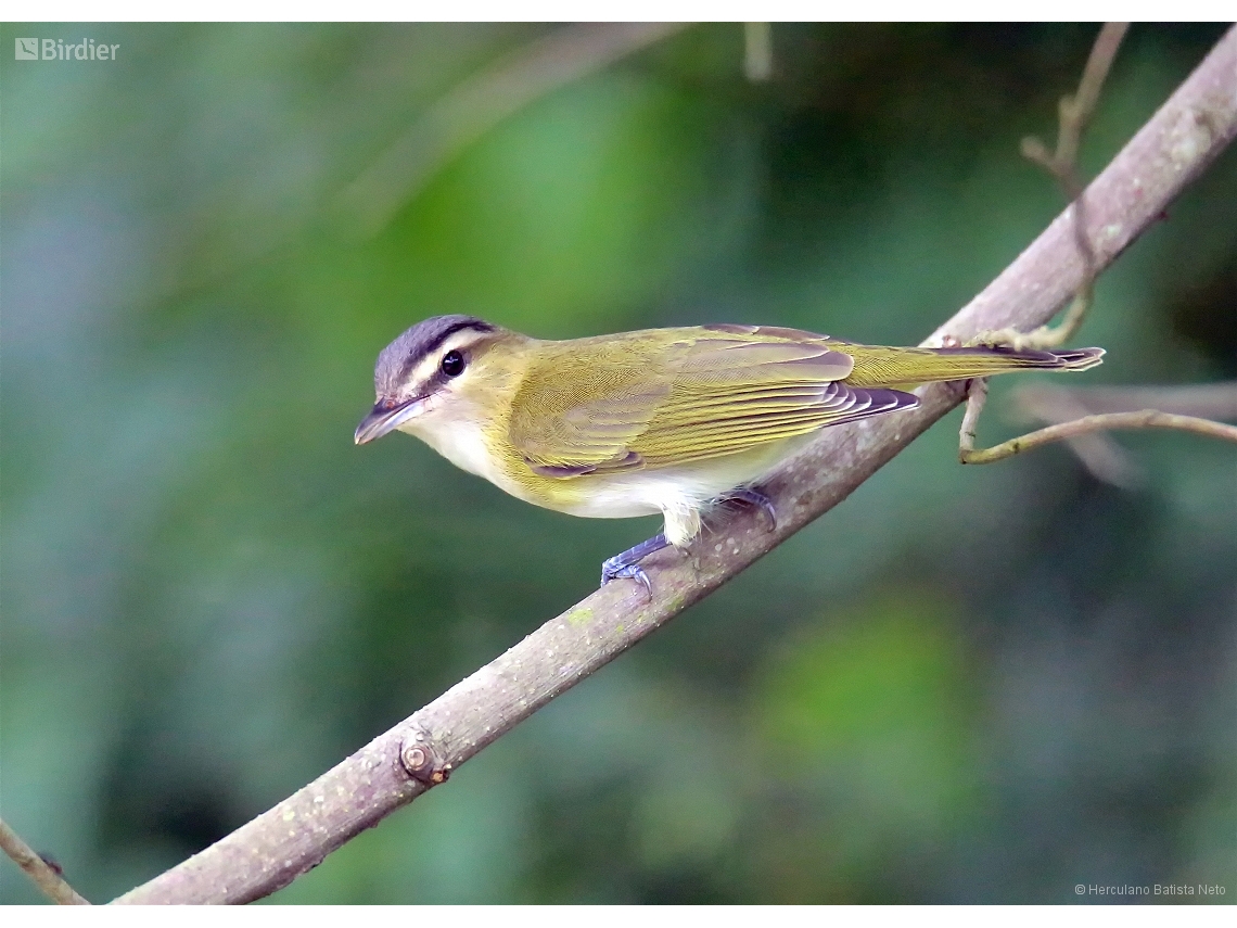 Vireo chivi