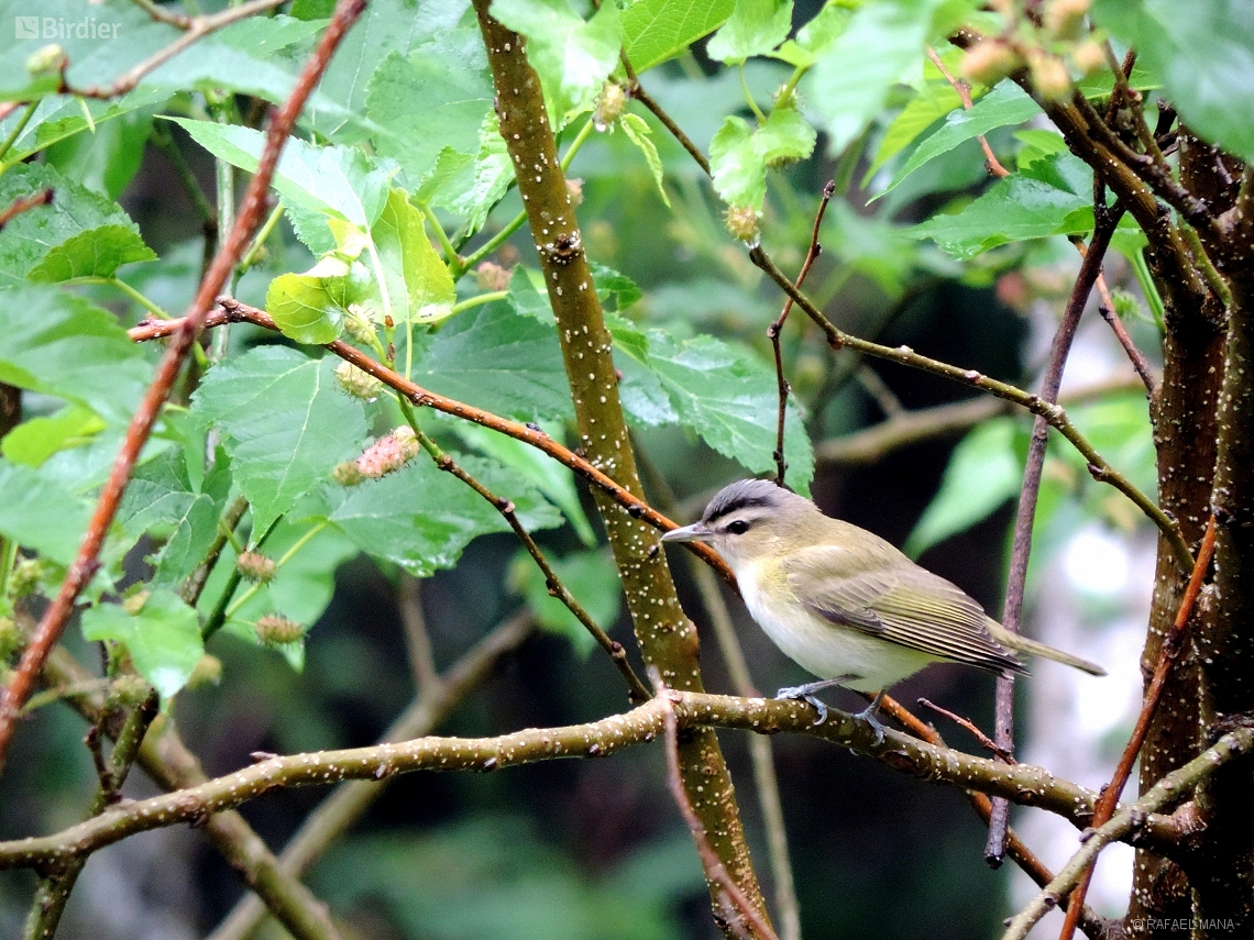 Vireo chivi