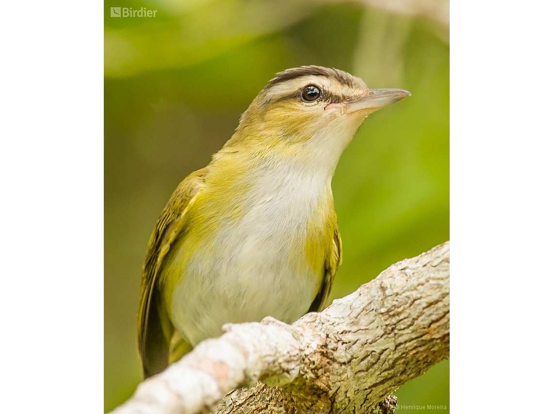 Vireo chivi