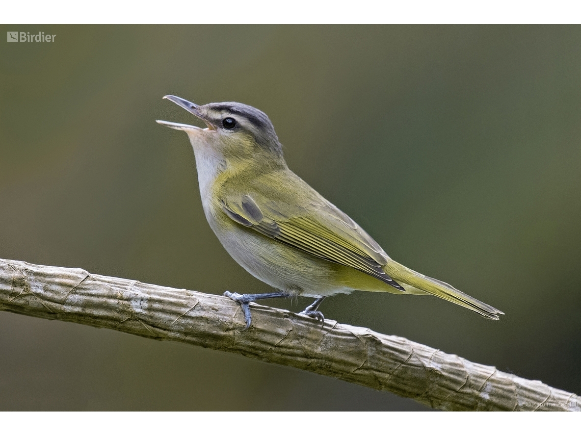 Vireo chivi