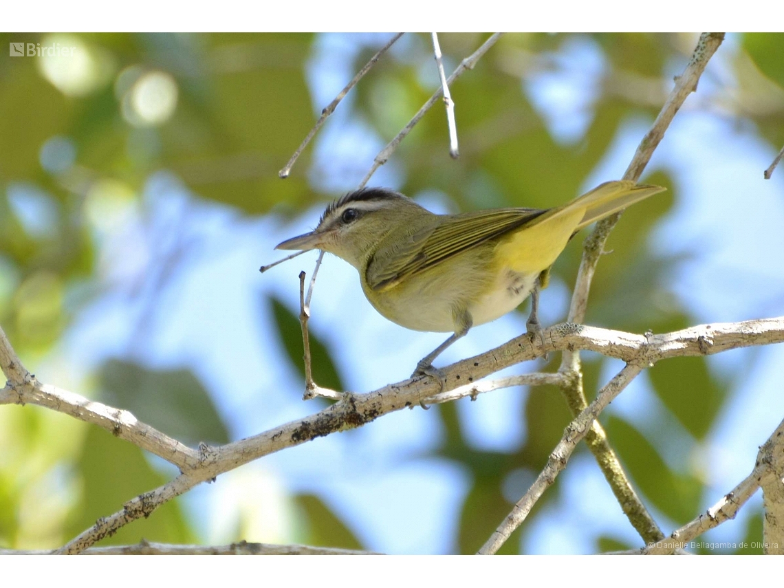 Vireo chivi