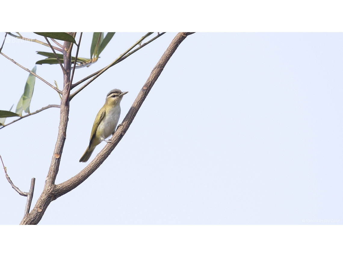 Vireo chivi