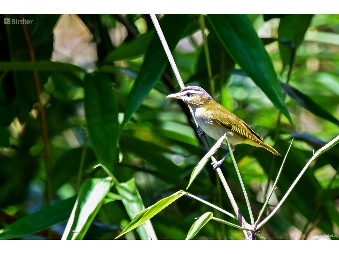Vireo chivi