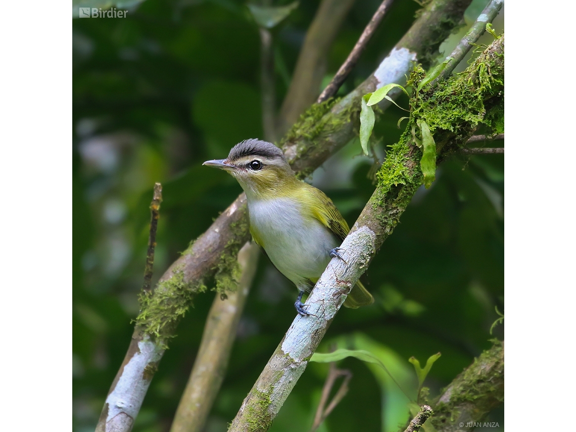 Vireo chivi