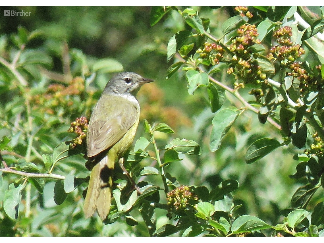 Geothlypis tolmiei