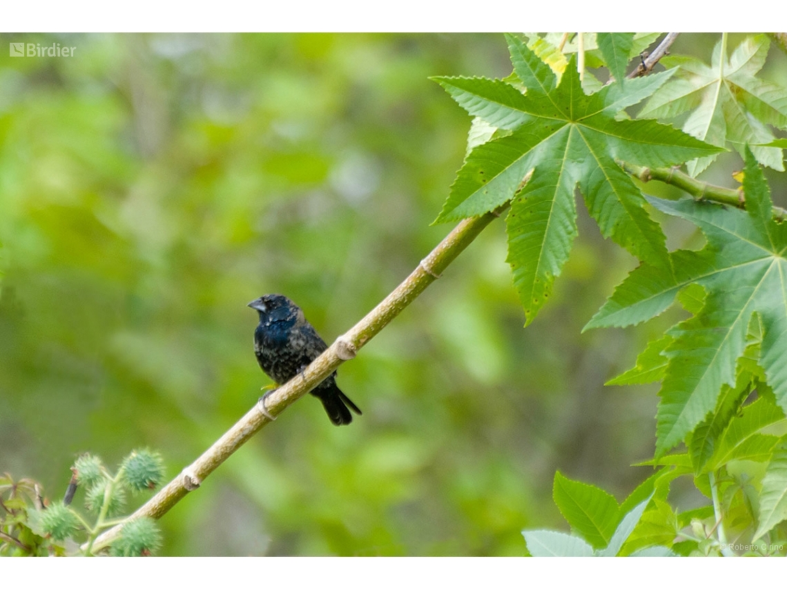 Volatinia jacarina