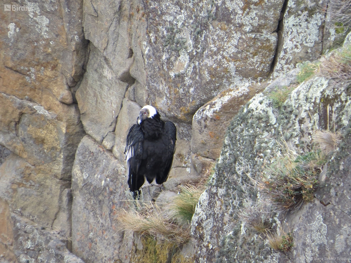 Vultur gryphus