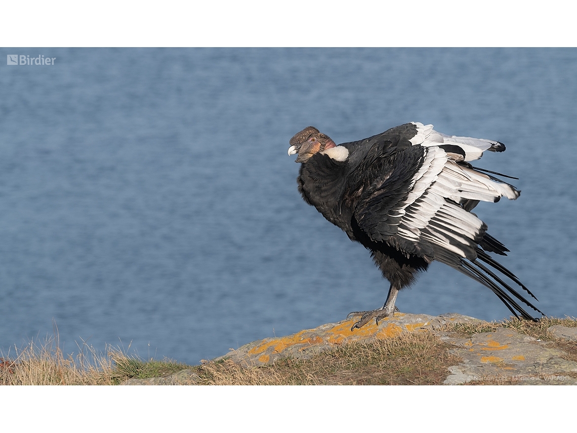 Vultur gryphus