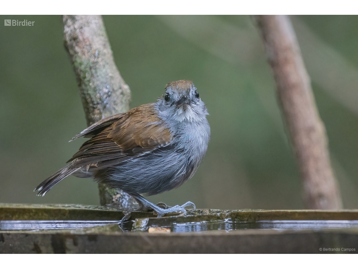 Willisornis vidua