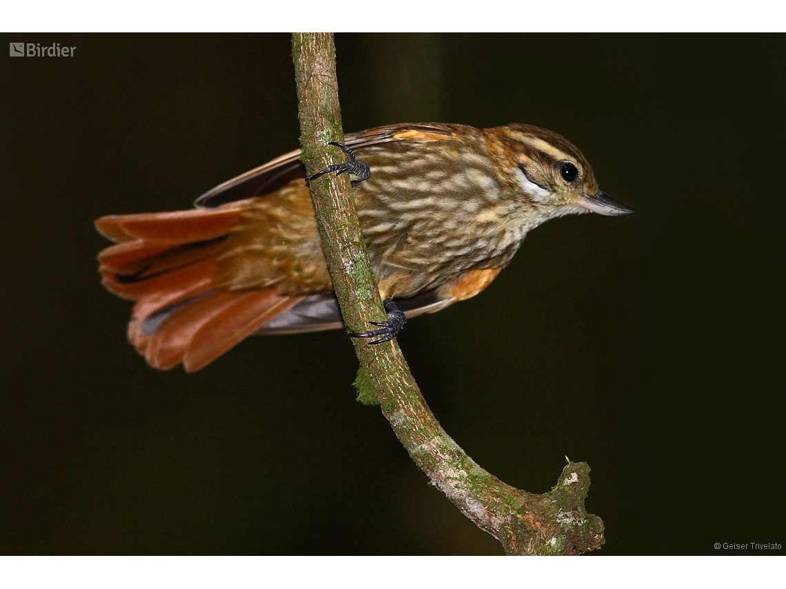 Xenops rutilans