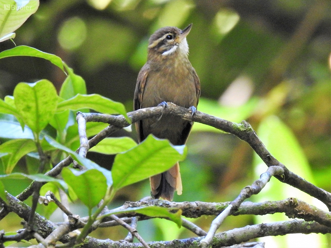 Xenops rutilans